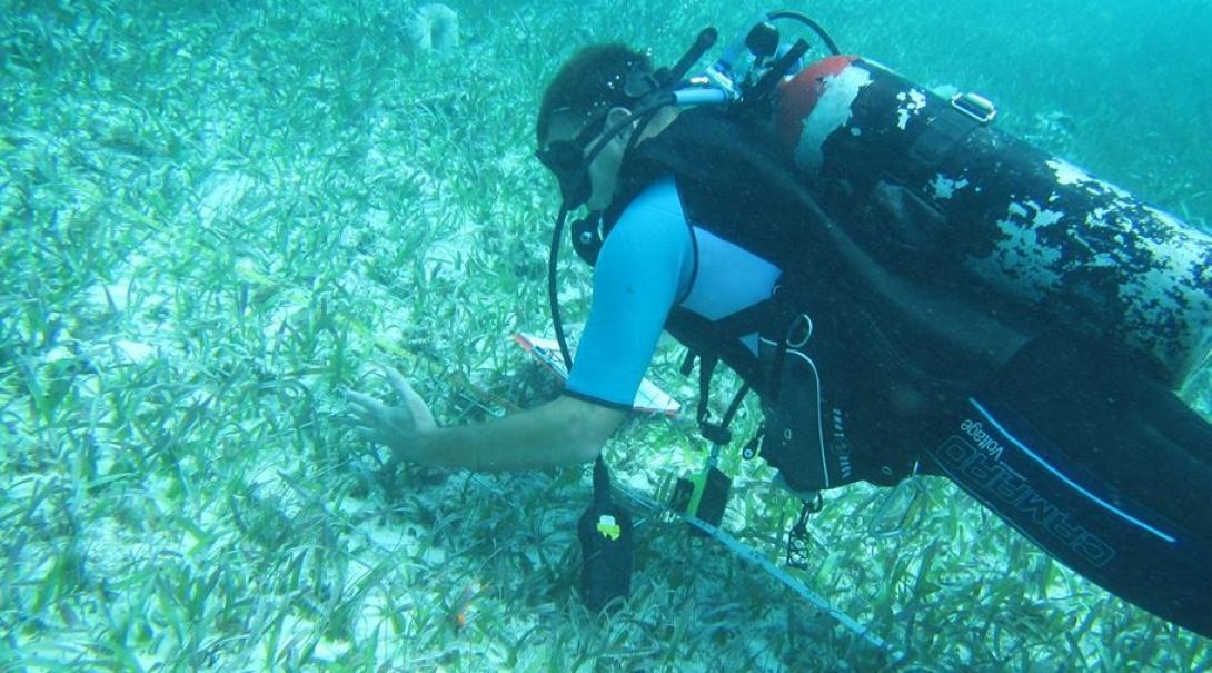 A volunteer with Projects Abroad diving and collecting data during his marine conservation work in Belize. Projects Abroad volunteer is pictured diving and participating in data collection as part of his marine conservation work in Belize.